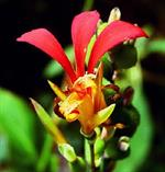 کانا خوراکی - Canna edulis